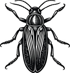 Detailed Ink Drawing of a Click Beetle Entomology Illustration, Vector Graphic, Black and White Insect Art