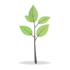 Flat 2D Balsa Sapling illustration, vector graphic in icon style, on white background