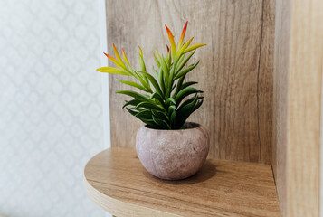 There is a small potted plant that is placed on a wooden shelf, adding a touch of greenery and life...