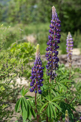 Purple lupine flowers blooming in the summer garden.