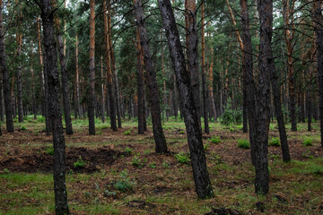 Pine forest in the morning, Karelia, Russia.