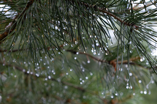 Pine branch with raindrops. Rain drops on pine needles.