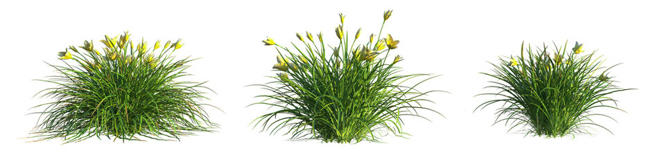 Hemerocallis everydaylily Cream Tree 4k cutout