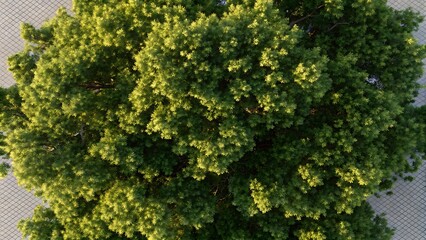 Majestic Treetop View Lush Green Canopy in Summer Sunlight