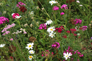 Decorative meadow with bright flowers. Artificial meadow created to attract pollinators, insects....