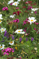 Decorative meadow with bright flowers. Artificial meadow created to attract pollinators, insects. Bright flowers among the grass close-up. Beautiful meadow flowerbed with bright flowers. Park