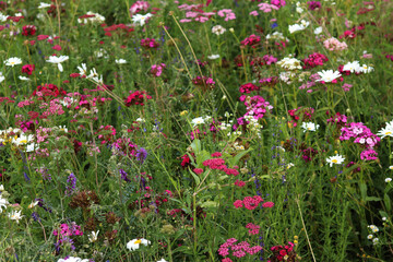 Decorative meadow with bright flowers. Artificial meadow created to attract pollinators, insects....