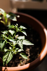 Starting an indoor garden in spring 