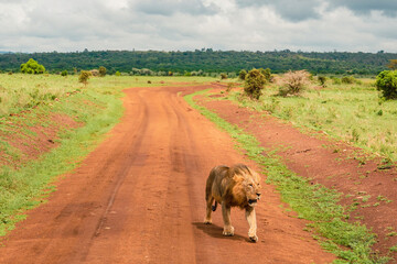 A lone lion walking on a dirt road in the panoramic savannah grassland landscapes of Nairobi National Park in Kenya 