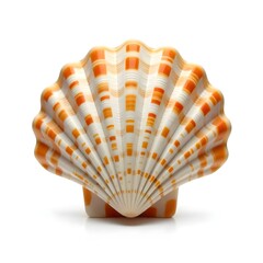 seashell on white background