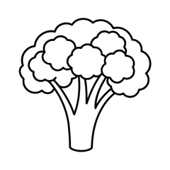 cauliflower isolated on white background