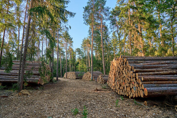 Piles of cut logs neatly stacked in a forest clearing at sunset. Logging site surrounded by tall...