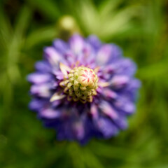  Majestic Purple Lupine Blossom Above Dark Green Background in Norway's Moist Habitat