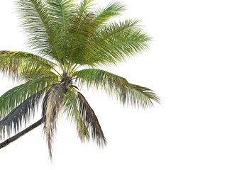 Cocos nucifera Tree corner cutout transparent background