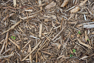 Close-up of natural wood mulch with small green seedlings emerging. Organic ground cover used in...