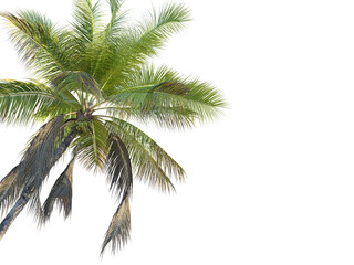 Obraz premium Cocos nucifera Tree corner cutout transparent background