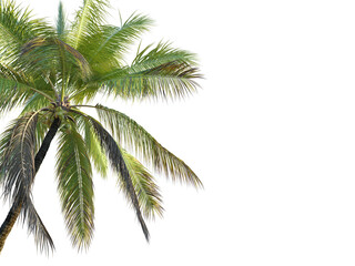 Naklejka premium Coconut tree corner isolate background png