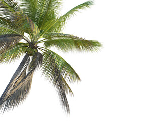 Cocos nucifera Tree corner cutout png