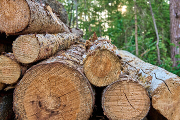 Stacked pine logs with visible growth rings and bark in a forest setting. Freshly cut timber, ready...