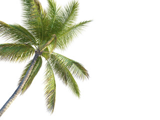Cocos nucifera Tree corner cutout transparent background