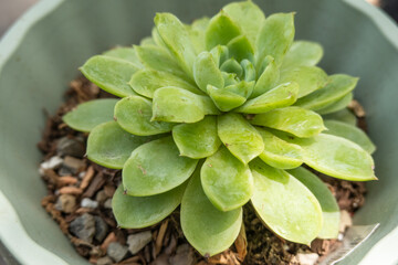 Echeveria Lime N Chile succulent in pot