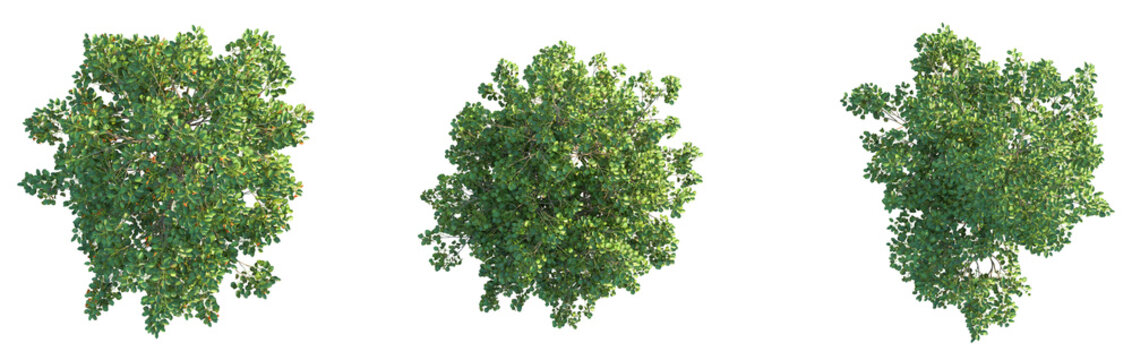 Cordia subcordata Tree plan top view cutout isolate
