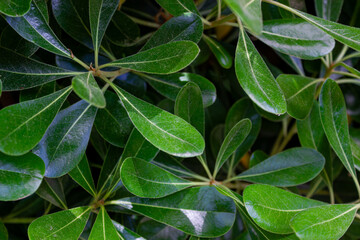 Close-up of shiny green leaves with detailed texture and natural sunlight highlighting the foliage