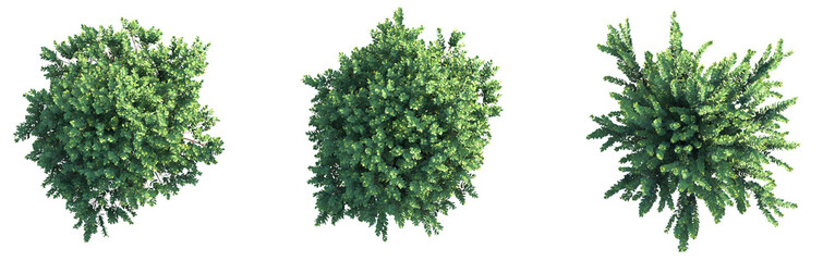 Obraz premium Wikstroemia uva ursi Tree plan top view cutout png transparent