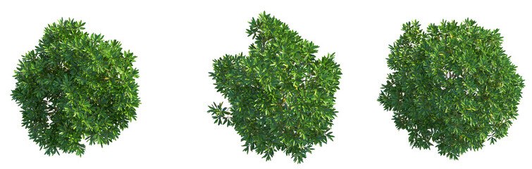 Dodonaea viscosa Tree plan top view cutout png transparent