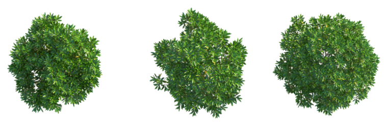 Dodonaea viscosa Tree plan top view cutout png transparent