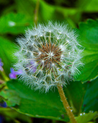 dandelion seed head
