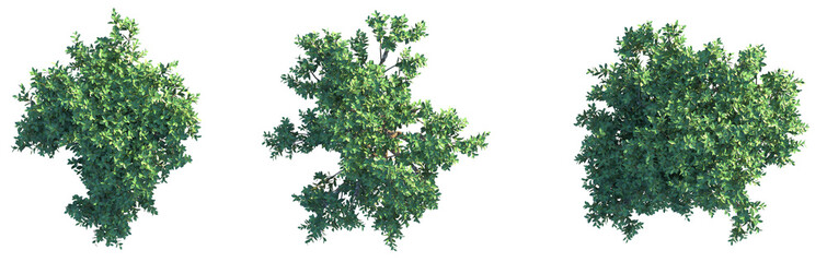 Wikstroemia oahuensis Tree plan top view cutout png transparent