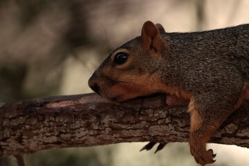 The squirrel is lying on a large tree branch