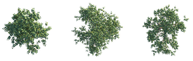 Hibiscus tiliaceus Tree plan top view cutout png transparent