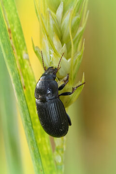 Vertical closeup on a black ground beetle, Zabrus tenebrioides feeding on vegetation