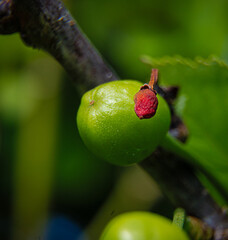 Cherry and dried cherry