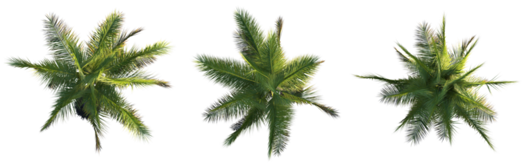 Cocos nucifera Tree plan top view cutout png transparent