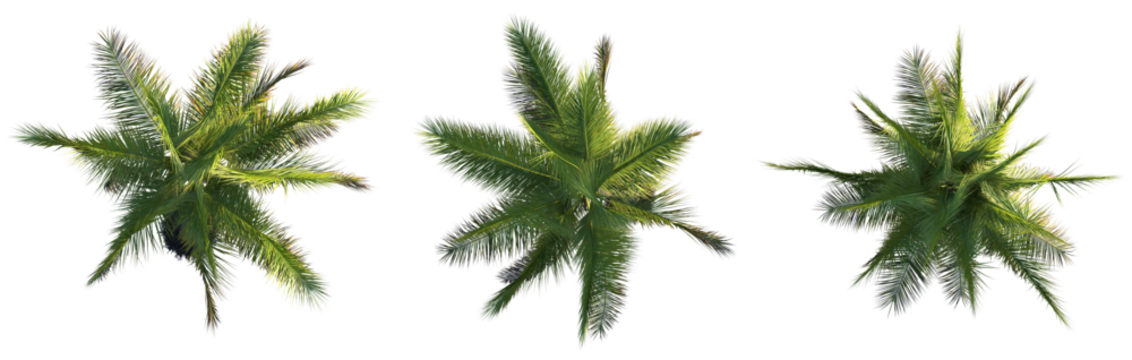 Cocos nucifera Tree plan top view cutout png transparent