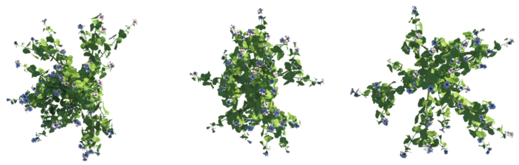 Hibiscus furcellatus Tree plan top view cutout isolate background