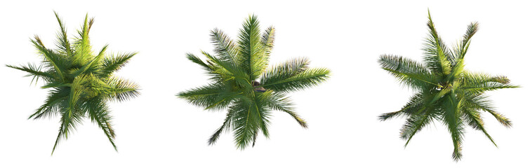 Cocos nucifera Tree plan top view cutout png transparent