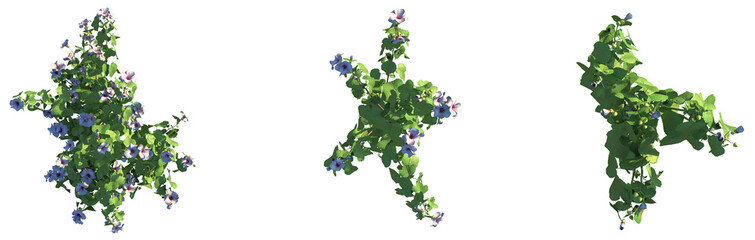 Hibiscus furcellatus Tree plan top view cutout png transparent