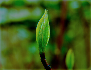 green leaves on a branch