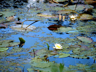 Close-up of Water Lilies and Lily Pads Floating on Calm Pond Surface - Nature Beauty
Peaceful Pond Surface with Vibrant Water Lily Flowers and Green Lily Pads - Serene Scene