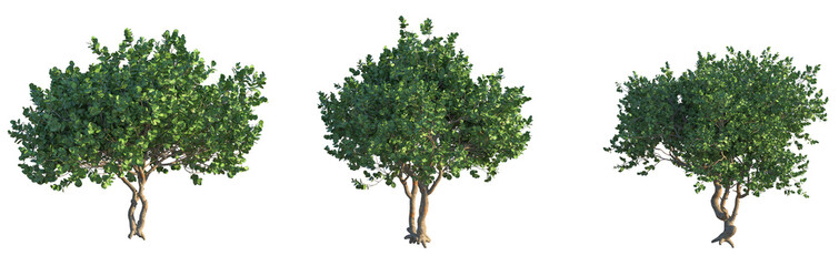 Obraz premium Aleurites moluccana Tree cutout isolate background