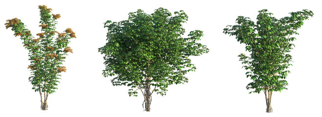 Schefflera arboricola Tree cutout transparent background isolate