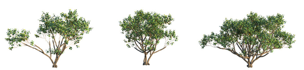 Hibiscus tiliaceus Tree cutout transparent background isolate © DH Tree Stock