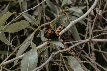 monarch butterfly