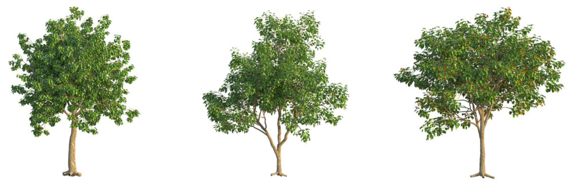 Cordia subcordata Tree cutout transparent background