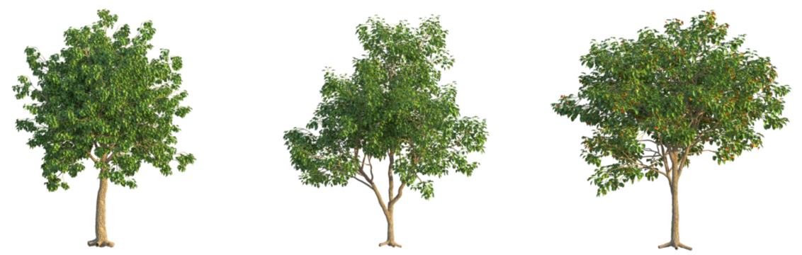 Cordia subcordata Tree cutout transparent background - Powered by Adobe
