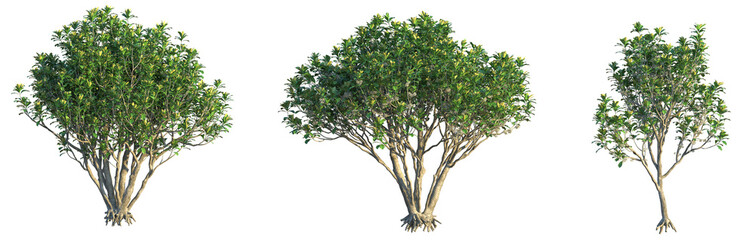 Obraz premium Pittosporum hosmeri Tree cutout transparent background isolate